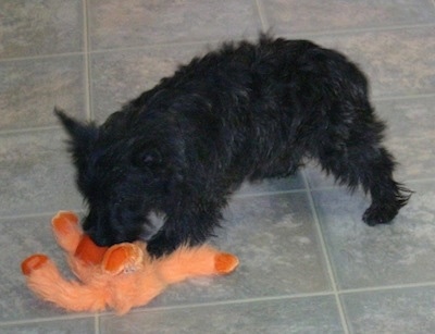 The left side of a black brindle Wauzer dog that is sniffing an orange plush doll in front of it. The dog is wiry looking.