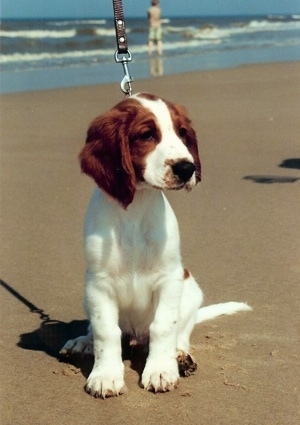 Front view - A white with brown Welsh Sprigner Spaniel puppy is sitting in sand on a beach and it is looking to the right. The dog has long brown drop ears and a black nose.