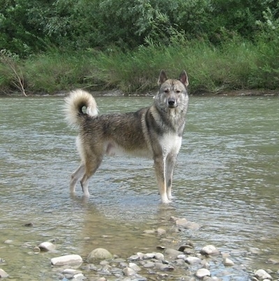 The right side of a wet black, tan and white Siberian Laika that is standing in water and it is looking forward. It has small perk ears and a black nose.