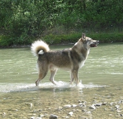 The right side of a Siberian Laika dog that is standing in a large stream of water.