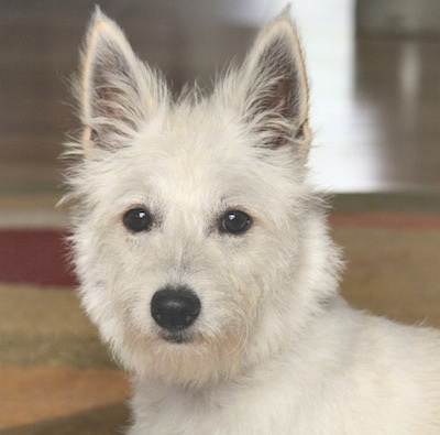 Close up - The face of a white Westeke dog that is laying on a rug. It has dark eyes and a black nose with pointy white ears. The coat looks wiry.