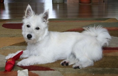 West highland terrier sales tail