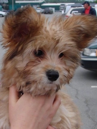 A brown Westillon puppy is being held in the arms of a person and it is looking down. It has darker tips and a lighter undercoat. Its ears stand up in the air and have thick fur on them. Its nose is black.