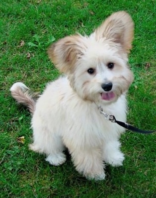 The front right side of a tan Westillon puppy that is sitting in grass. It is panting and its ears are in the air. It has a thick soft looking fluffy coat.