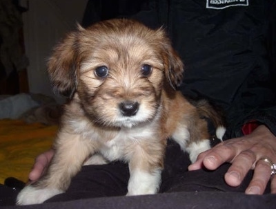 A small soft looking brown with white Westillon puppy is laying in the lap of a person. It has a black nose and round dark eyes.
