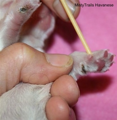 Close Up - person pointing to the dewclaw of a puppy with a yellow stick