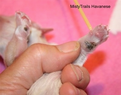 Puppy Paw being held by a human hand pointing to the dewclaw with a yellow stick