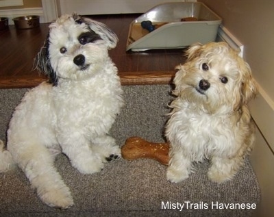 Preemie Puppy and Littermate sitting at the top of stairs next to a dog toy