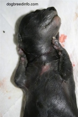 Close Up - Stillborn puppy