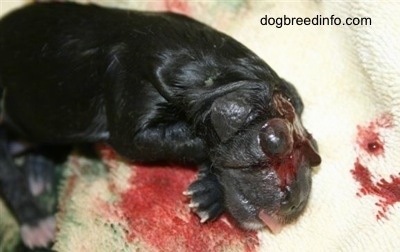 Close Up - Stillborn puppy laying on a towel