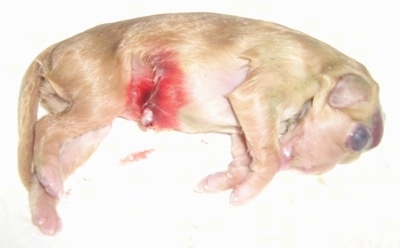 Close Up - Stillborn puppy