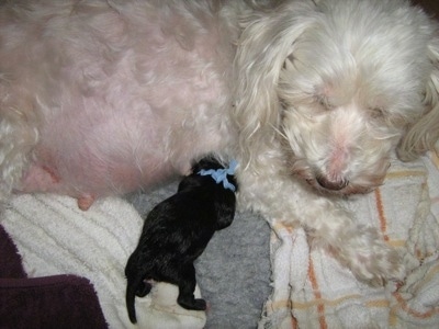 One Puppy being nursed by its mother