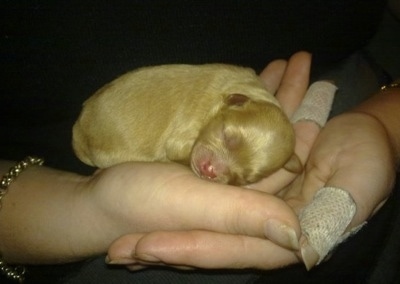 Maltese Poodle Puppy laying in the hands of a person