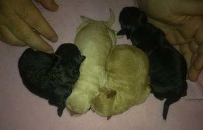 Four Maltese Poodle Puppies laying together on a blanket