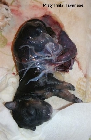 A newborn puppy that is laying across a blanket and it is partially in a wet sac.