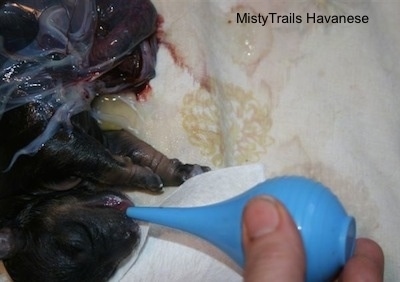 Close up - A black newborn puppy is laying across a blanket and it has a wet sac on half of it. There is a person sucking fluids from the mouth of the puppy with a blue dropper.