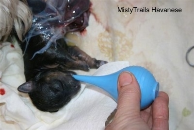 A black newborn puppy is laying on a blanket and having its mouth sucked out by a person holding a dropper.