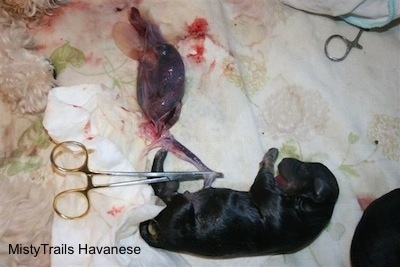 A black Newborn puppy is laying across a blanket and across from it is a wet placenta.