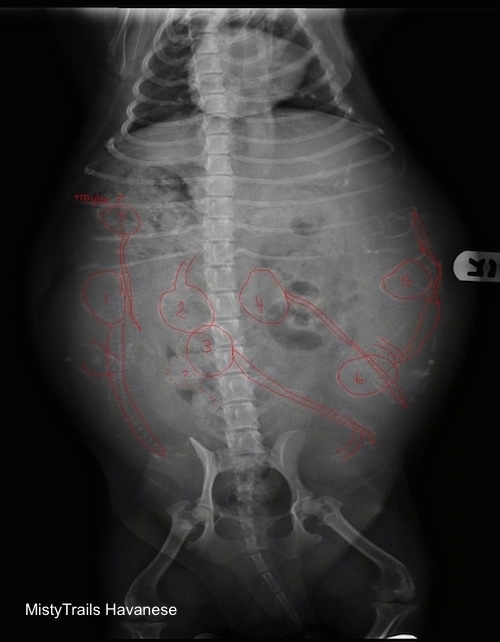 X-Ray of a pregnant dam that has the puppies outlined in red.