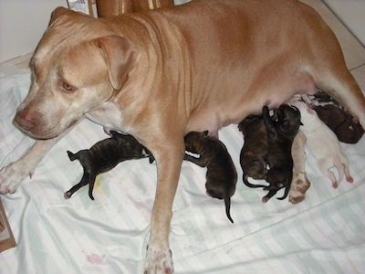 A Litter of puppies nursing on a blanket