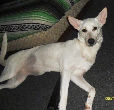 The right side of an American White Shepherd that is laying on a rug in front of a dog bed and it is looking forward.