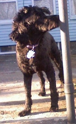 A shaved black Whoodle that is standing on a walkway and it is sniffig a pole to the right of it. It has a long muzzle and longer hair on its ears with a shaved body.