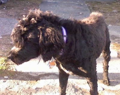 A shaved black Whoodle that is standing outside on a concrete walkway, it has a mohawk trimmed into its head and it is looking to the left.