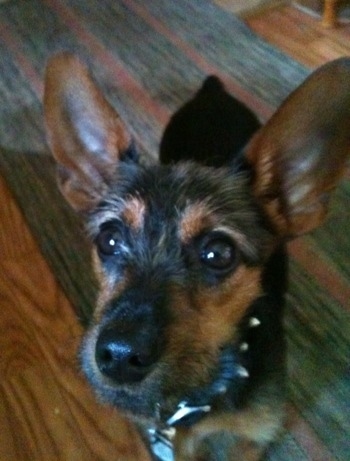 Close up - A black and brown with white Wire Fox Pinscher puppy is standing on a rug and it is looking up. It has very large perk ears, large brown eyes and a big black nose with a long snout.