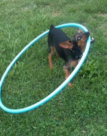 A black with brown Wire Fox Pinscher is standing in a field and it has a hula-hoop in its mouth. The dog has a small docked tail and large perk ears that are slightly pinned back.