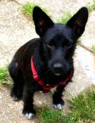 A black with white Wire Hair Snauzer wearing a red harness is sitting on a sidewalk and it is looking forward. It has large perk ears, a black nose, dark almond shaped eyes and white tipped paws.