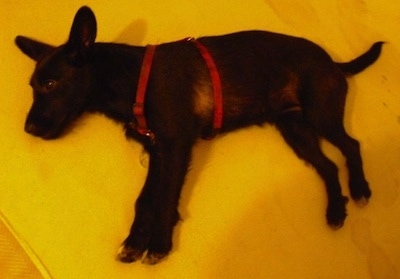 The left side of a black dog wearing a red harness laying on a yellow blanket.