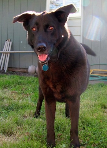 wolf retriever mix