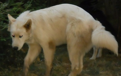all white wolf dog