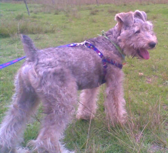 The back right side of a wavy coated tan with black Wowauzer puppy in a purple harness. It is looking to the right and it is panting. It has a docked tail, ears that fold over to the front, a black nose and slanty dark eyes.