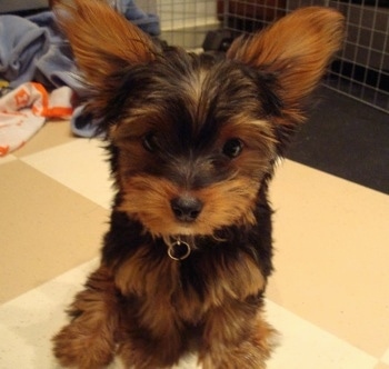 Close up - A soft looking, black with tan Yorkipoo puppy sitting on a tiled surface and it is looking forward. It has large perk ears that are set wide apart and a black nose.