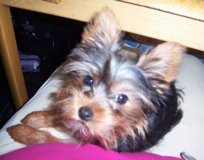 yorkshire terrier 6 months old