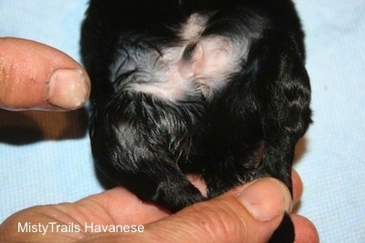 Swollen hind legs of a puppy