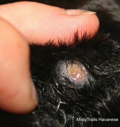 Close Up - Abcess on the hind leg of a Pup
