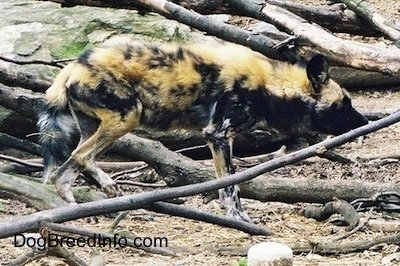 The right side of an African Wild Dog walking through a bunch of fallen branches