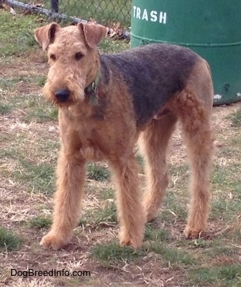 The front left side of a brown with black Airedale Terrier standing on grass with green trash can behind it.