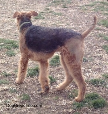 The back left side of a brown with black Airedale Terrier that is walking across grass