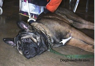 A black and brown with white Akita is laying down on its side on a floor