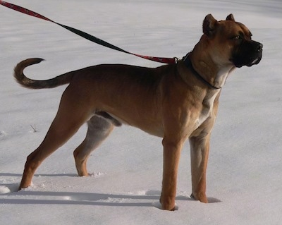 The front right side of a brown with white Alano Espanol that is standing in snow with its tail up