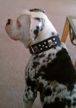 The back left side of a Merle Alapaha Blue Blood Bulldog that is sitting on a carpet and it is wearing a skull collar