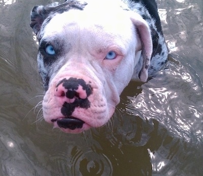 Close up - A merle Bright blue-eyed Alapaha Blue Blood Bulldog is wading in a body of water