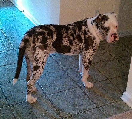 The right side of a merle Alapaha Blue Blood Bulldog that is standing across a tiled floor