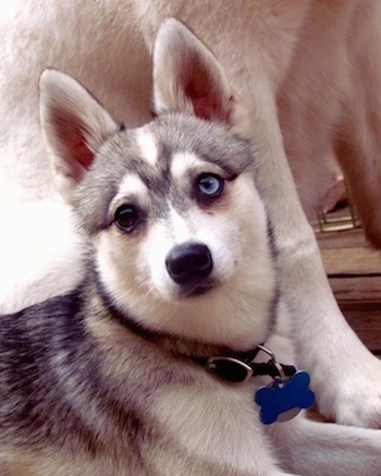 Close up - The front right side of a black with white Toy Alaskan Klee Kai that is laying down. There is another dog behind it