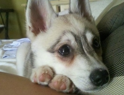 Close up - A grey with white Toy Alaskan Klee Kai is laying down on a couch and it is looking forward.