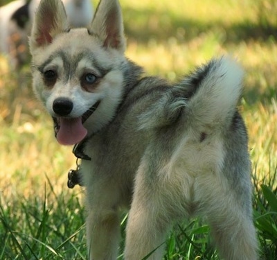 Siberian Husky and Alaskan Klee Kai  Alaskan klee kai, Alaskan klee kai  puppy, Alaskan husky