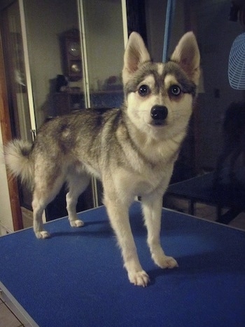 Alaskan Klee Kai: Dog breed info, photos, common names, and more — Embarkvet